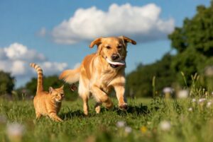 Wholesale Pet Supply Distributors