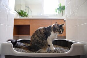 Consumer Demand for Eco Friendly Cat Litter