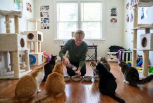Multi cat households