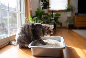 Tofu Cat Litter vs Cassava Cat Litter