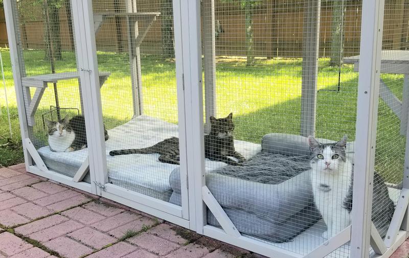 Wholesale cattery supplies — cat litter buying guide for cattery owners and pet shops
