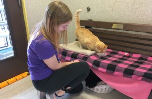 wholesale cattery supplies (2)