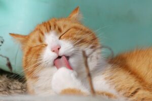 Cat Litter OEM Process