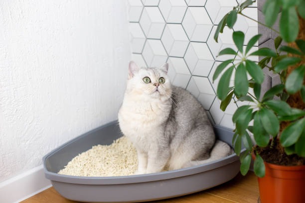Equal weight bags showing lightweight plant-based cat litter delivers more volume than clay litter