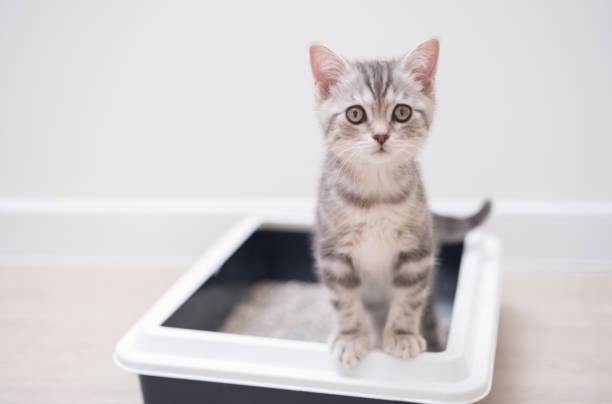 How tofu cat litter is made from soybean fiber okara into extruded pellets