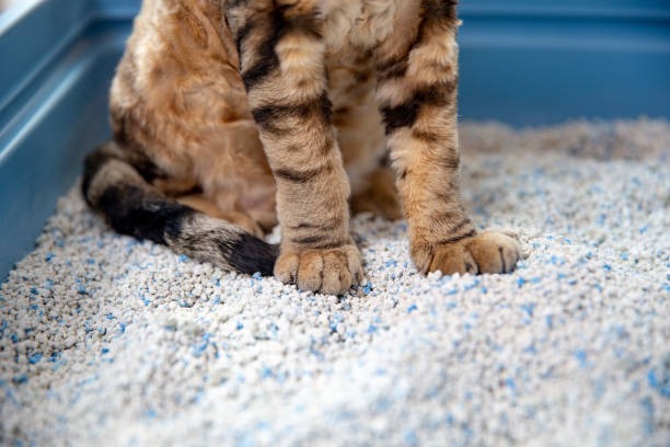 Macro comparison of tofu pellets cassava granules and bentonite clay cat litter granule sizes
