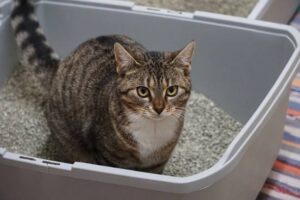 Mixed Formula Cat Litter