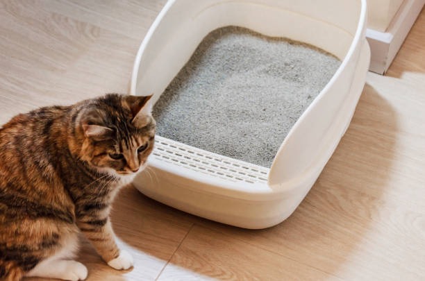 Private label cassava and tofu cat litter retail packaging displayed side by side