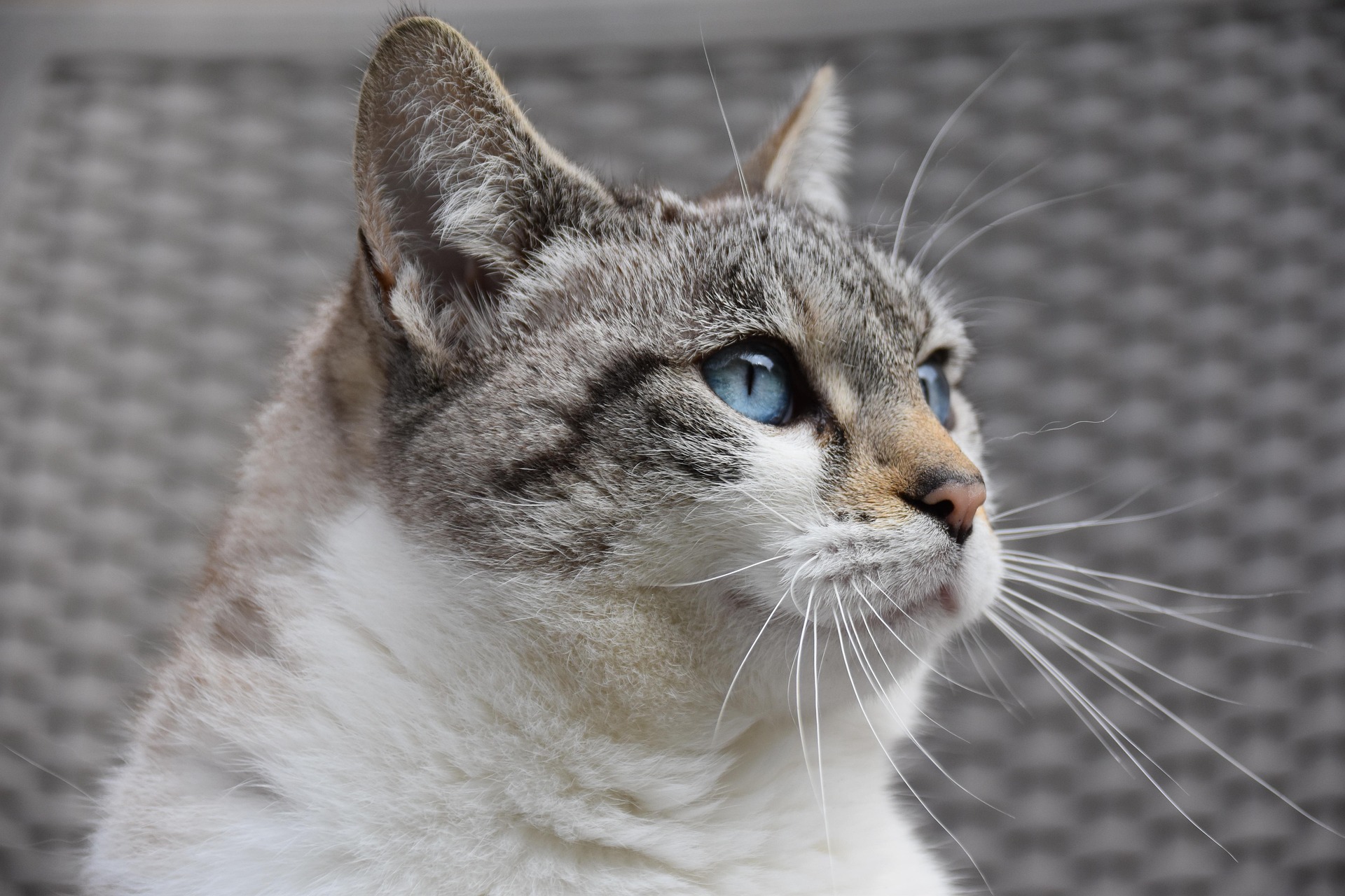 Comparison of tofu, cassava, corn, wheat straw, and walnut shell cat litter materials
