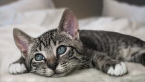 Cat Litter Sample Order Guide for Distributors